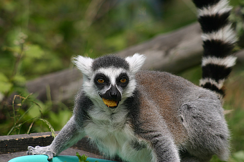 Affen im Münsteraner Zoo #4