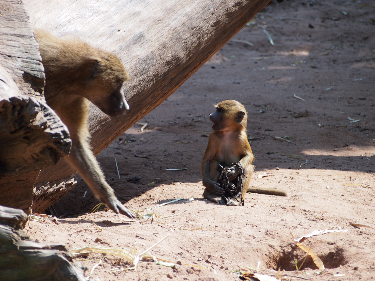 Affen im Nürnberger - Tierpark