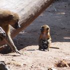 Affen im Nürnberger - Tierpark