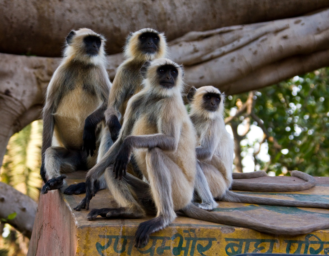 Affen im Ranthambore NP