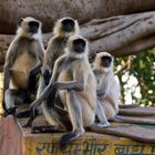 Affen im Ranthambore NP