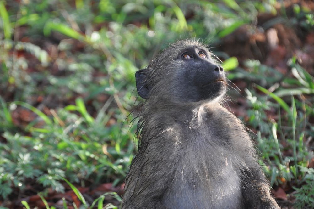 Affen im Regen im Krüger Nationalpark