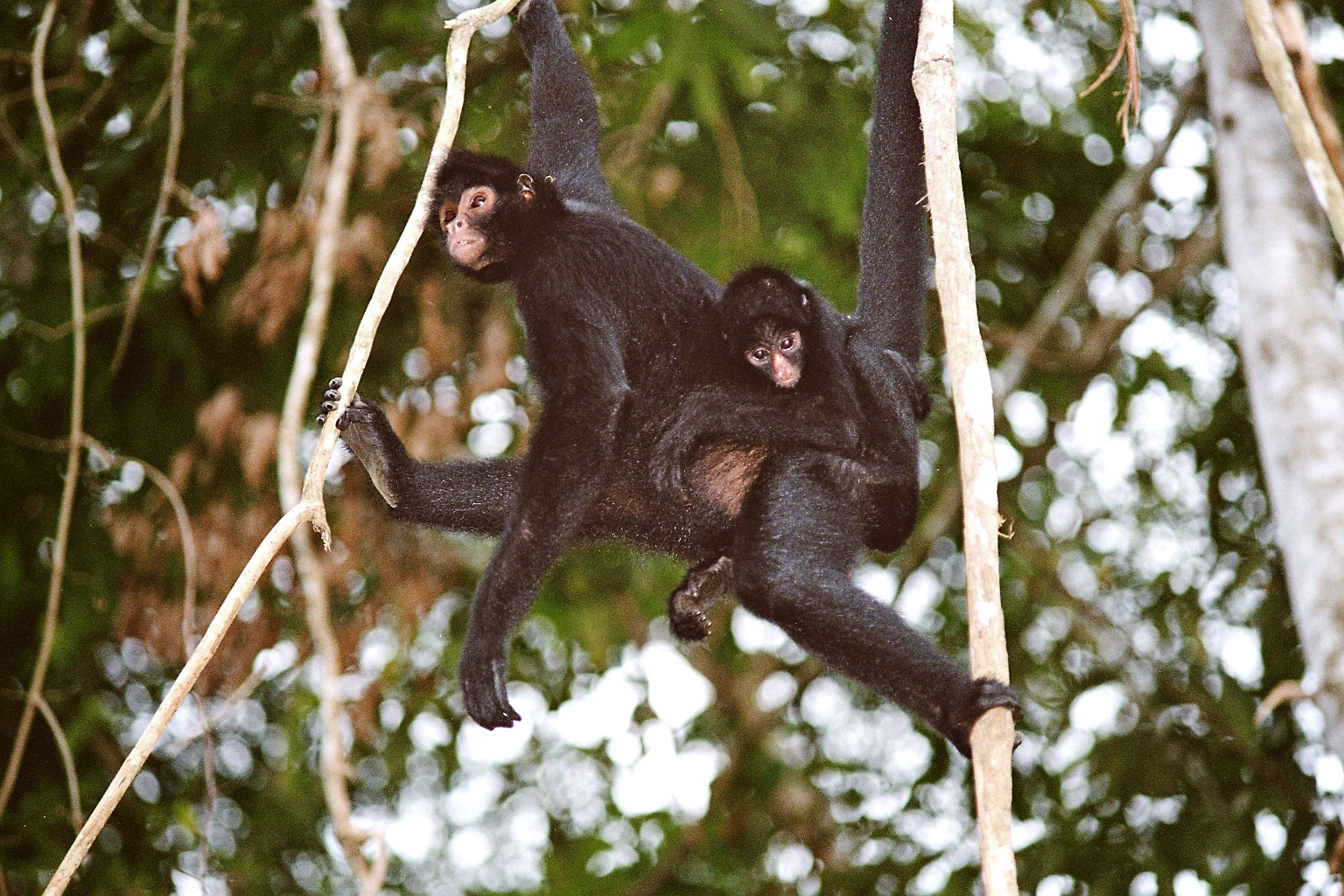 Affen im Regenwald von Peru