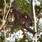 Affen im Regenwald von Peru