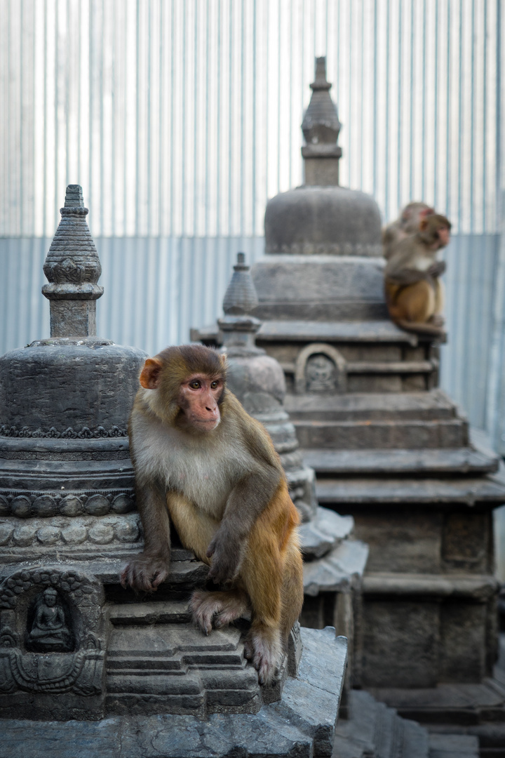 Affen im Swayambhunath Tempelkomplex
