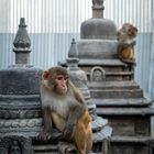 Affen im Swayambhunath Tempelkomplex