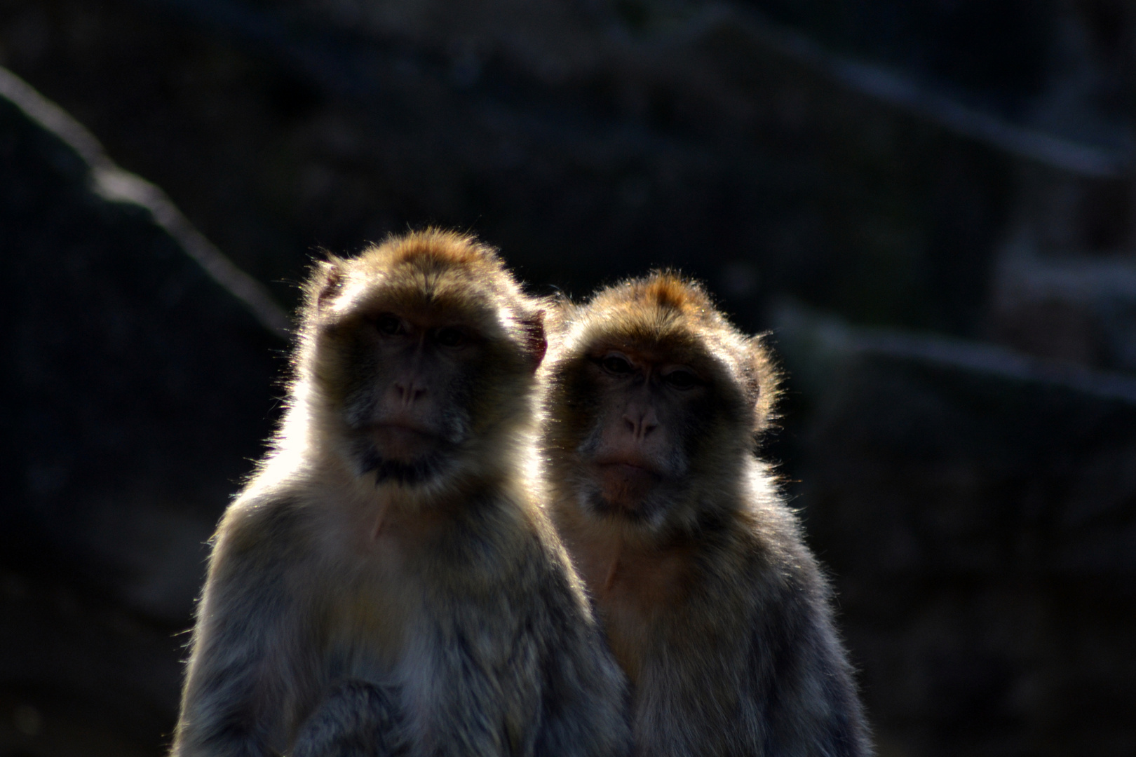 Affen im Tiergarten Schönbrunn