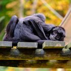 Affen im Zoo Apenheul
