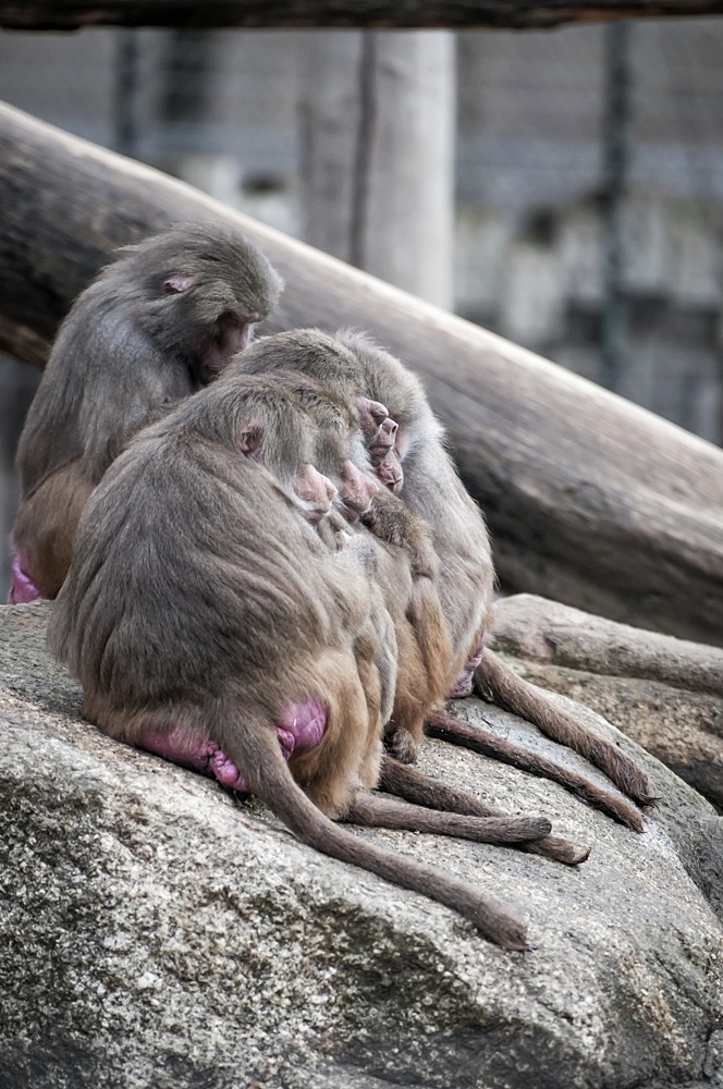 Affen im Zoo Augsburg