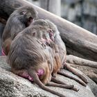 Affen im Zoo Augsburg