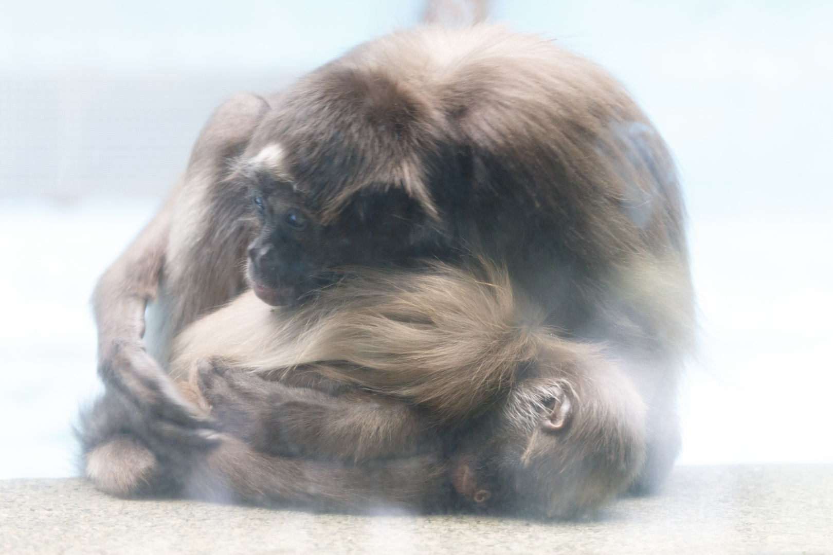 Affen im Zoo Frankfurt_1