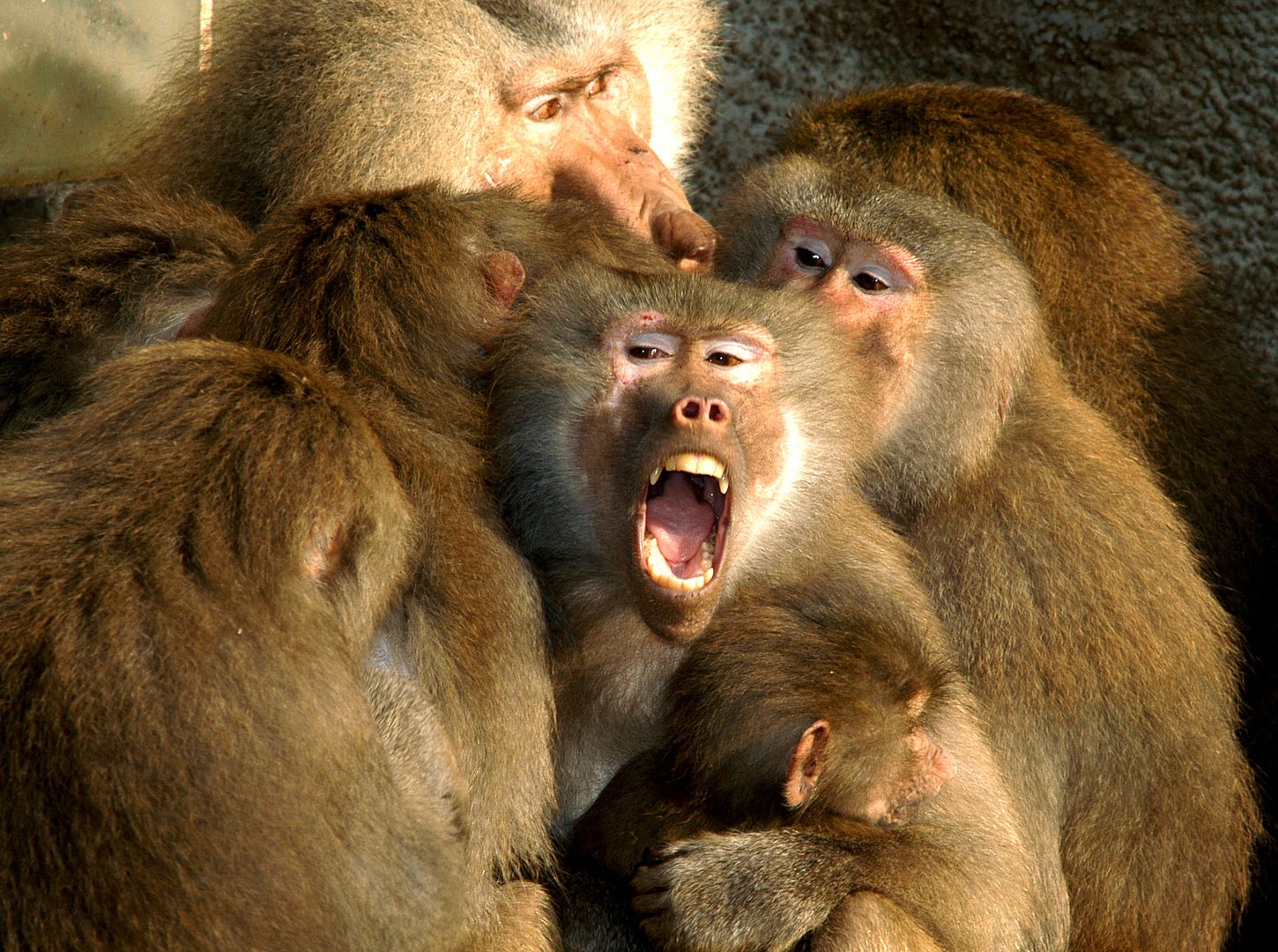 Affen im Zoo: Ruhe da draußen!