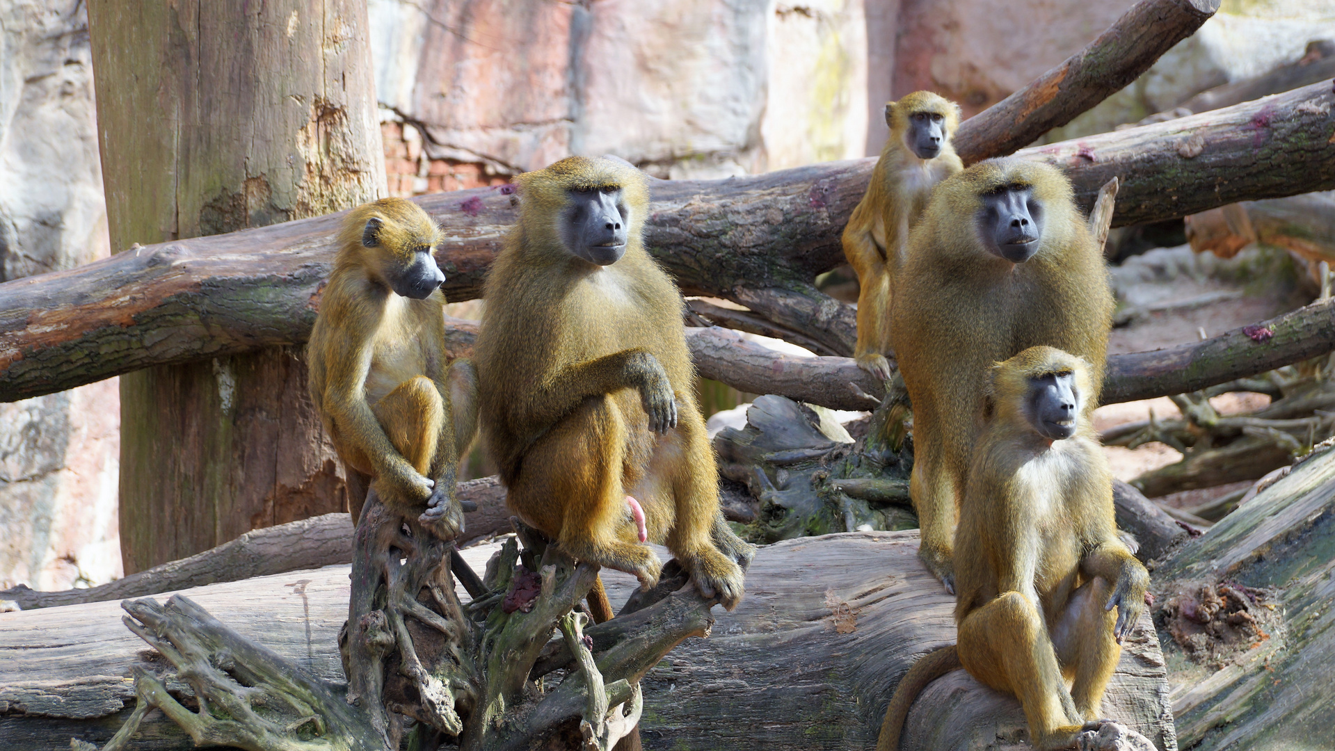 Affen im Zoo wer beobachtet wenn