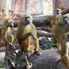 Affen im Zoo wer beobachtet wenn