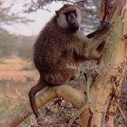 Affen in Kenia