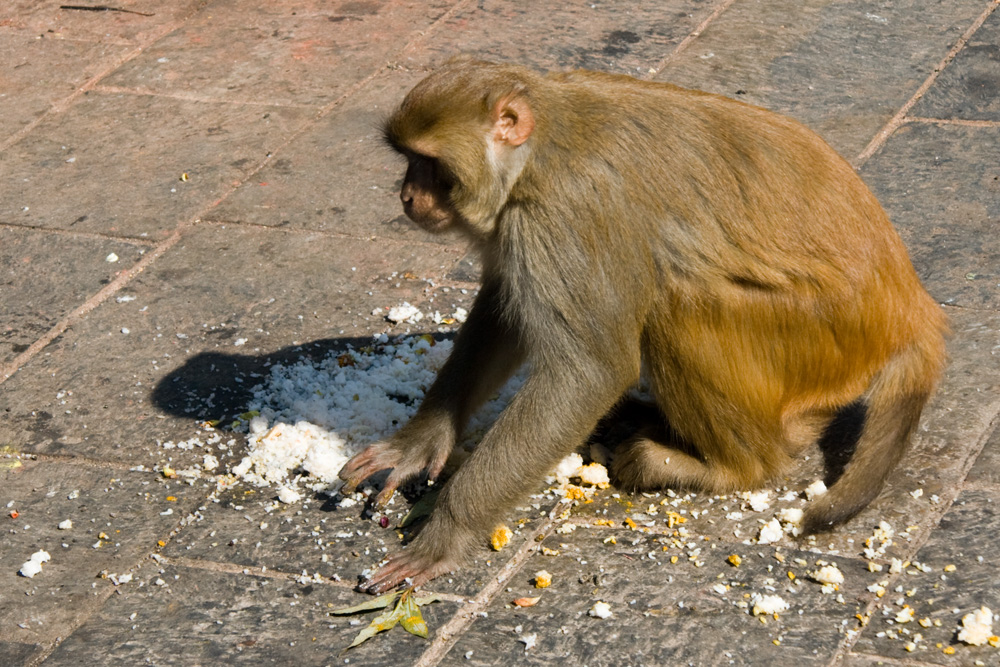 Affen in Pashupati