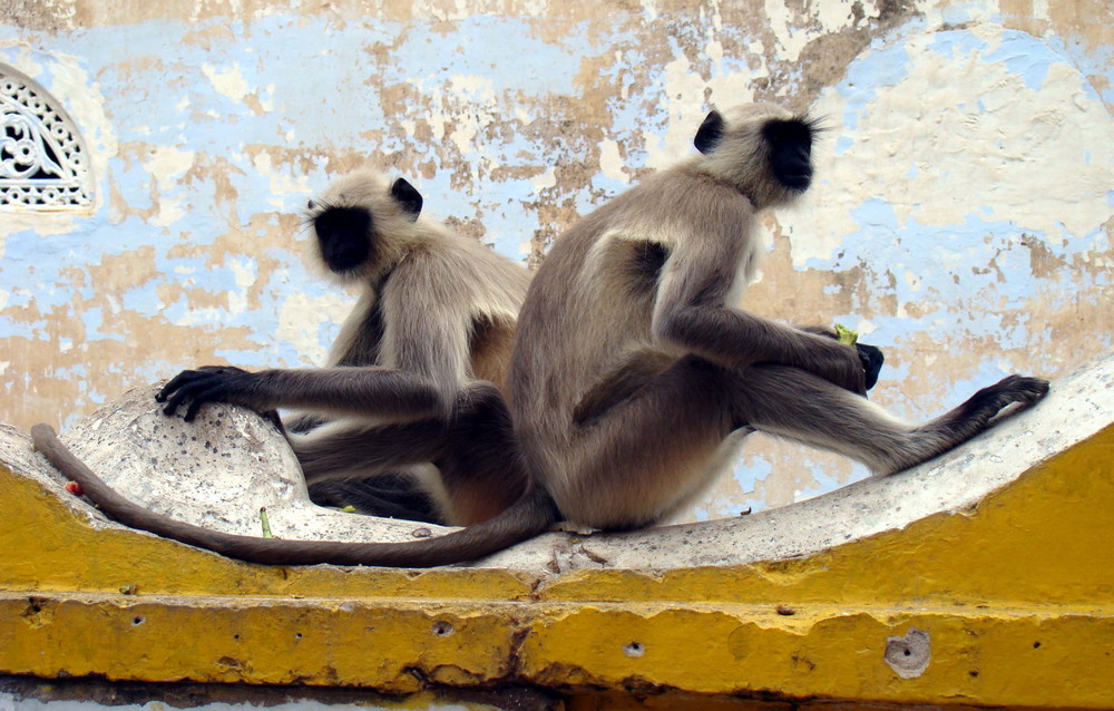Affen in Pushkar