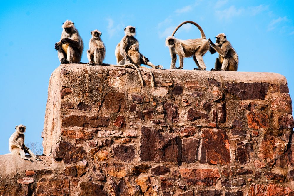 Affen in Rantambhore