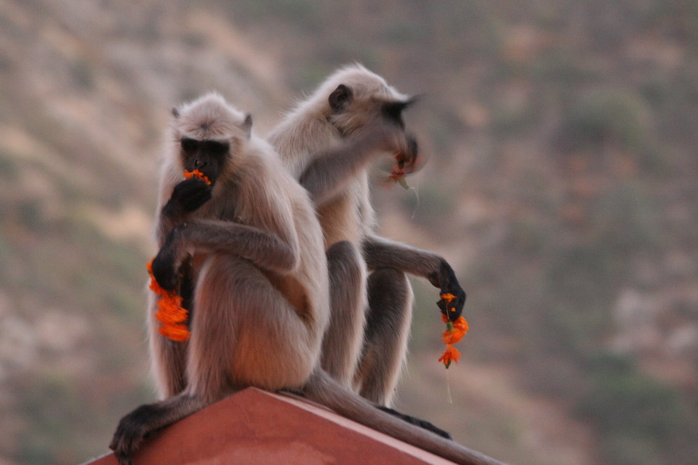 Affen, Indien