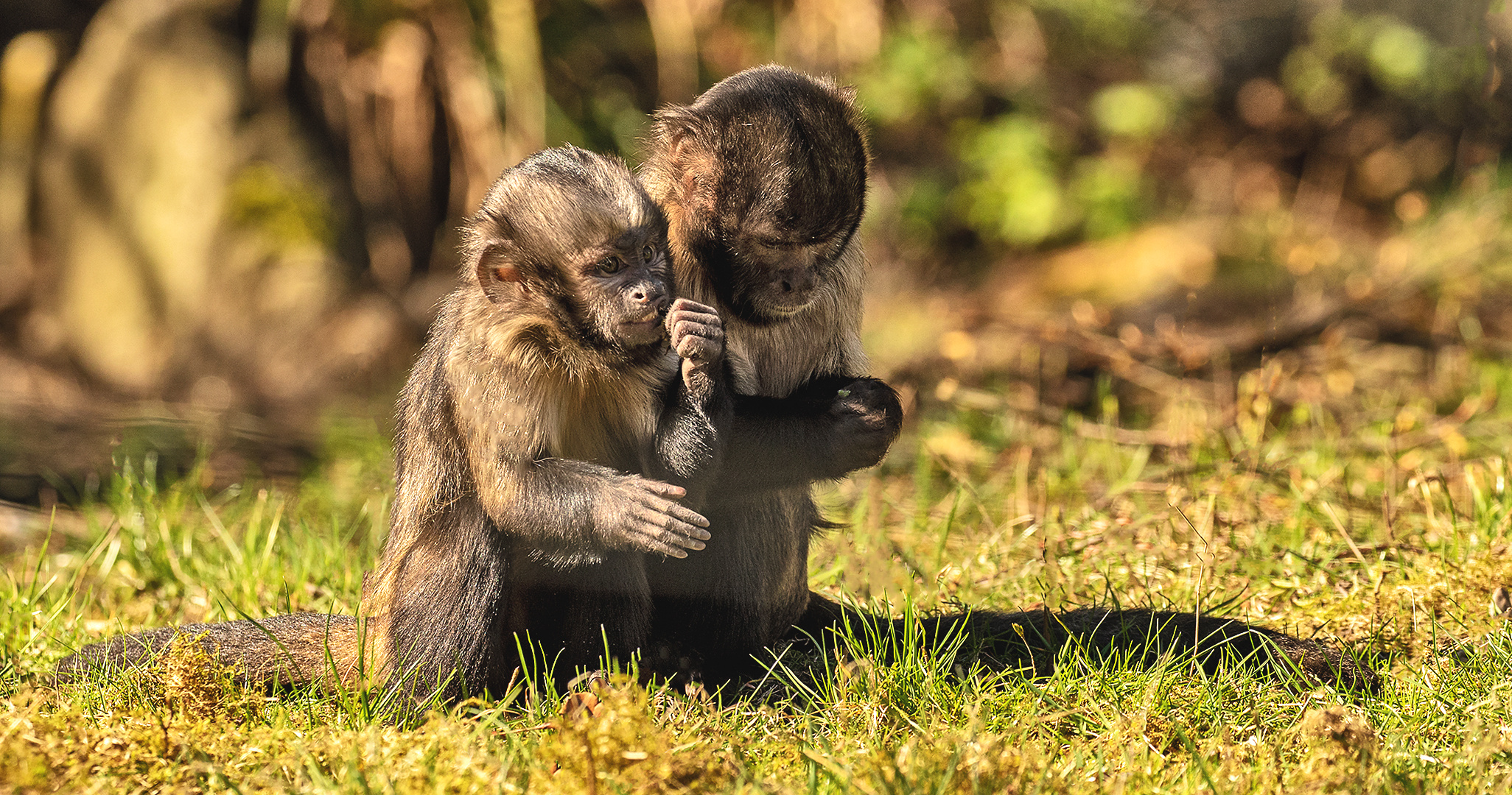 AffenKinder Foto & Bild tiere, tierkinder, sommer Bilder auf