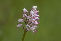 Affen-Knabenkraut