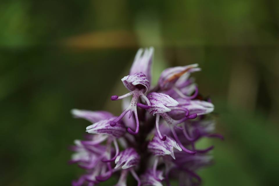 Affen-Knabenkraut