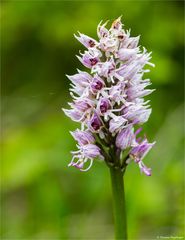 Affen - Knabenkraut (Orchis simia) 32