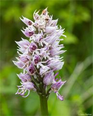 Affen - Knabenkraut (Orchis simia)