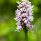 Affen-Knabenkraut (Orchis simia)