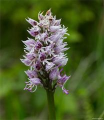 Affen - Knabenkraut (Orchis simia)