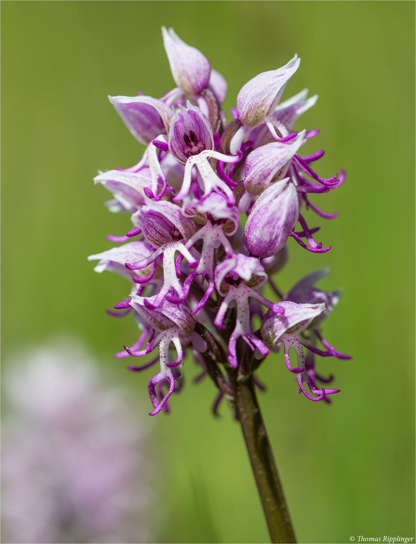 Affen-Knabenkraut (Orchis simia) .