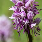 Affen-Knabenkraut (Orchis simia)