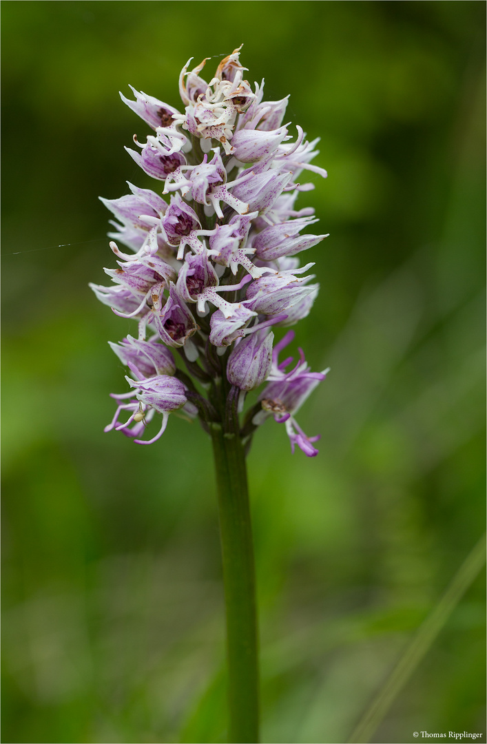 Affen-Knabenkraut (Orchis simia) 9832