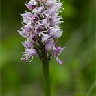 Affen-Knabenkraut (Orchis simia) 9832