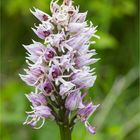 Affen-Knabenkraut (Orchis simia) 9840