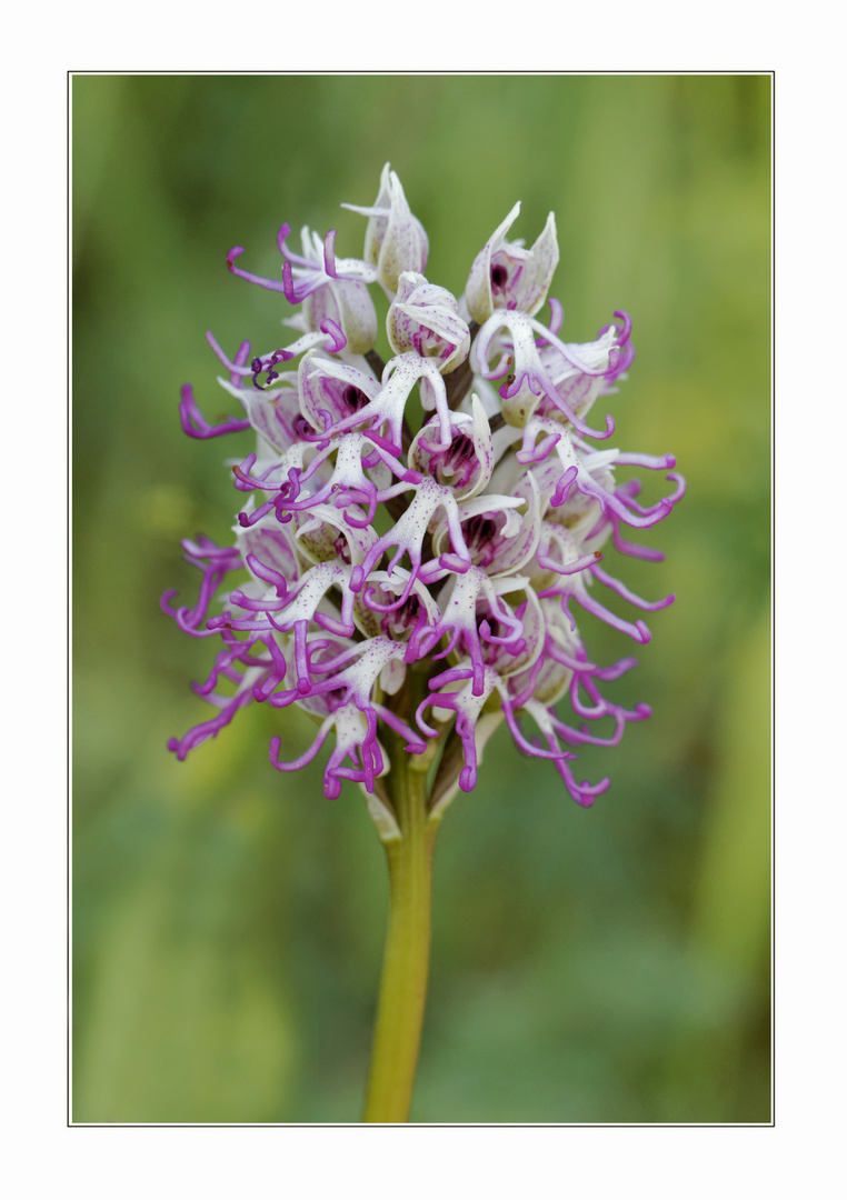 Affen-Knabenkraut (Orchis simia)