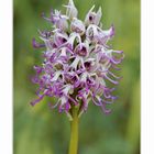 Affen-Knabenkraut (Orchis simia)