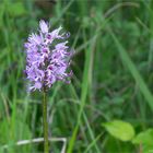 Affen-Knabenkraut (Orchis simia)