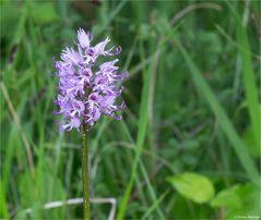 Affen-Knabenkraut (Orchis simia)