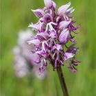 Affen-Knabenkraut (Orchis simia) .. .