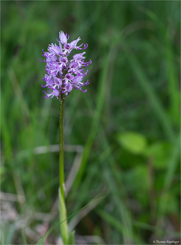 Affen-Knabenkraut (Orchis simia)