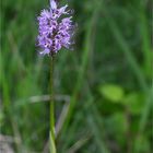 Affen-Knabenkraut (Orchis simia)