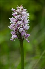 Affen - Knabenkraut (Orchis simia)