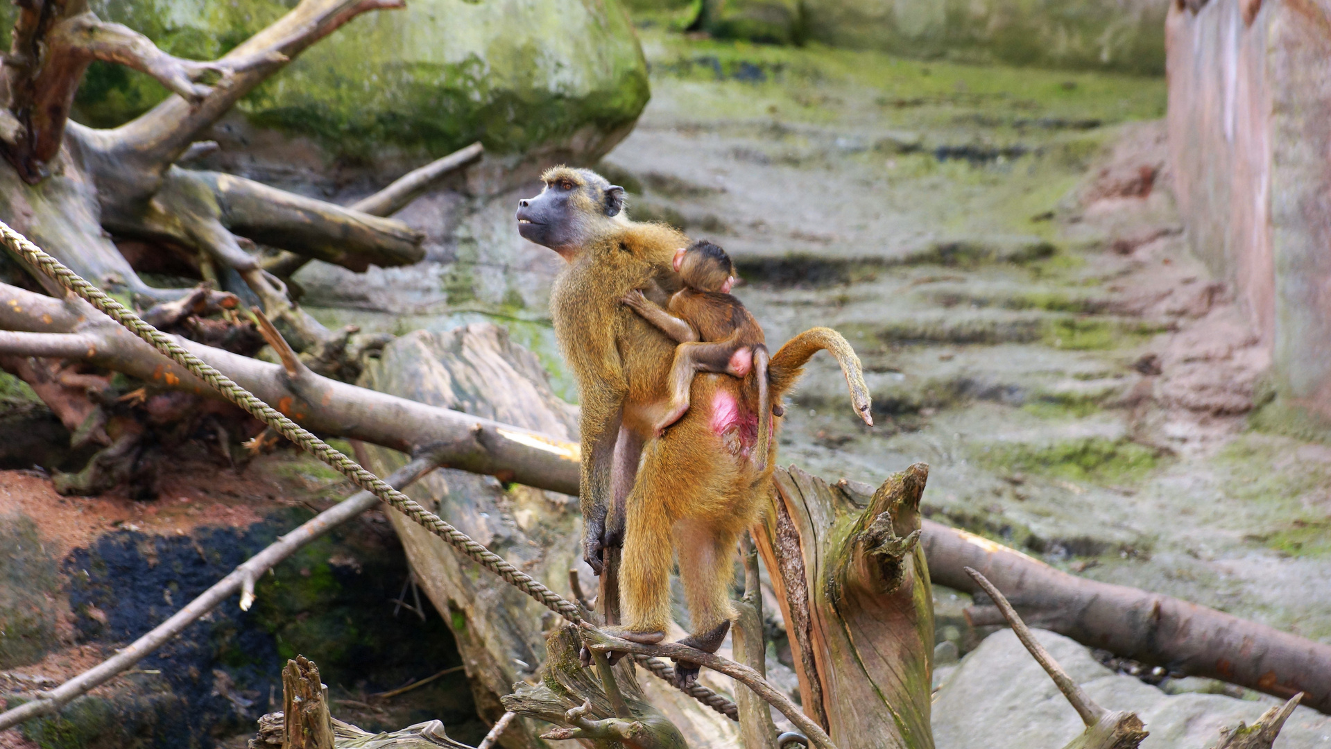 Affen Mama mit Baby