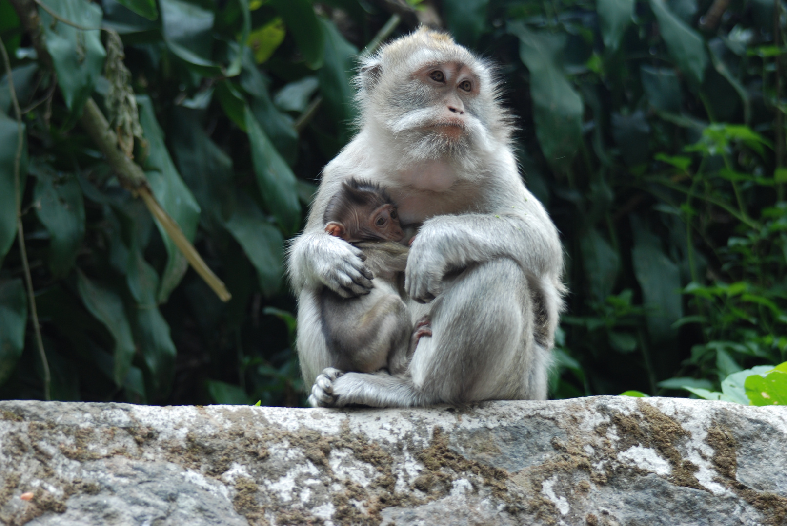 Affen-Mama mit ihrem Jungen