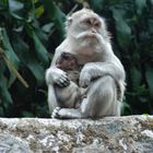 Affen-Mama mit ihrem Jungen