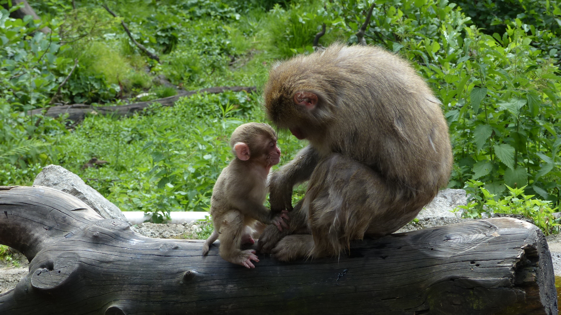 Affen-Mutter mit Baby