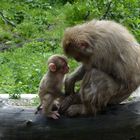 Affen-Mutter mit Baby
