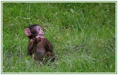 Affen - Nachwuchs im Naturzoo Rheine.