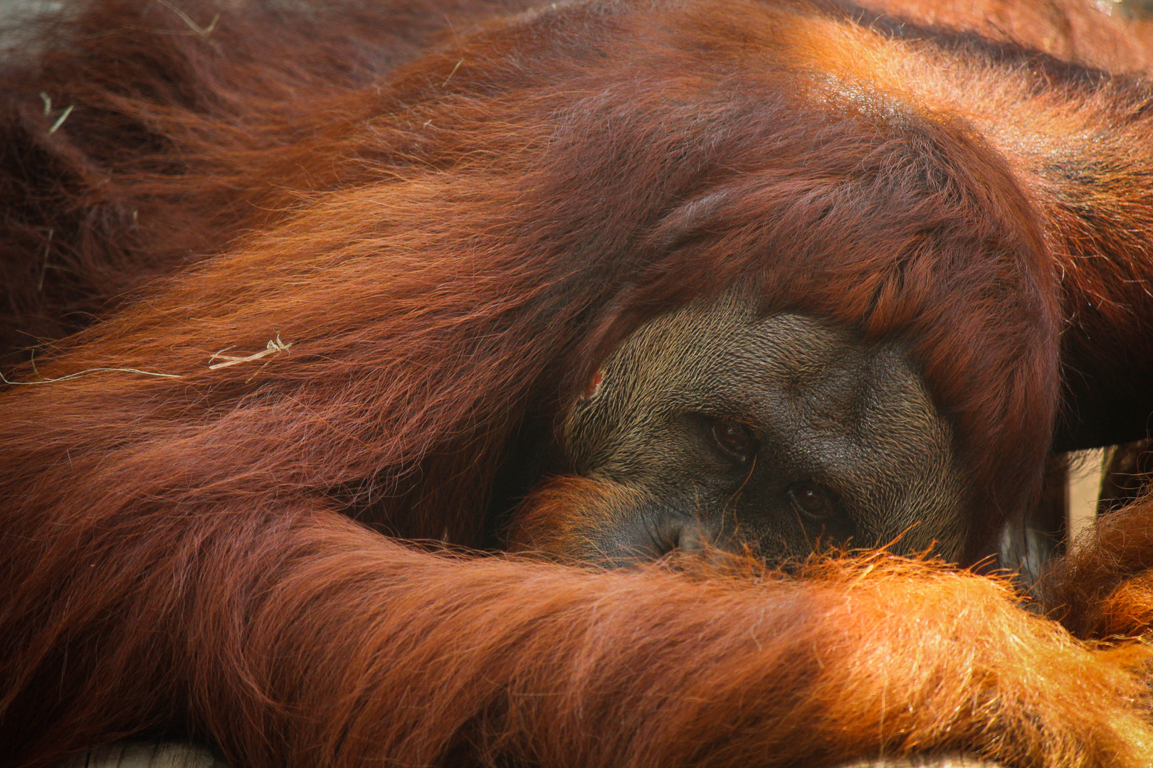 Affen Orang-Utans